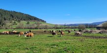 Les vaches laitières de la ferme bio de Samuel Bulot, à Prâlon, en Côte-d'Or