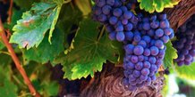 Vignes, viticulture, vin