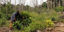 deforestation forêt Côte d'Ivoire Cacao