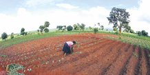 Terres arables agriculture malawi